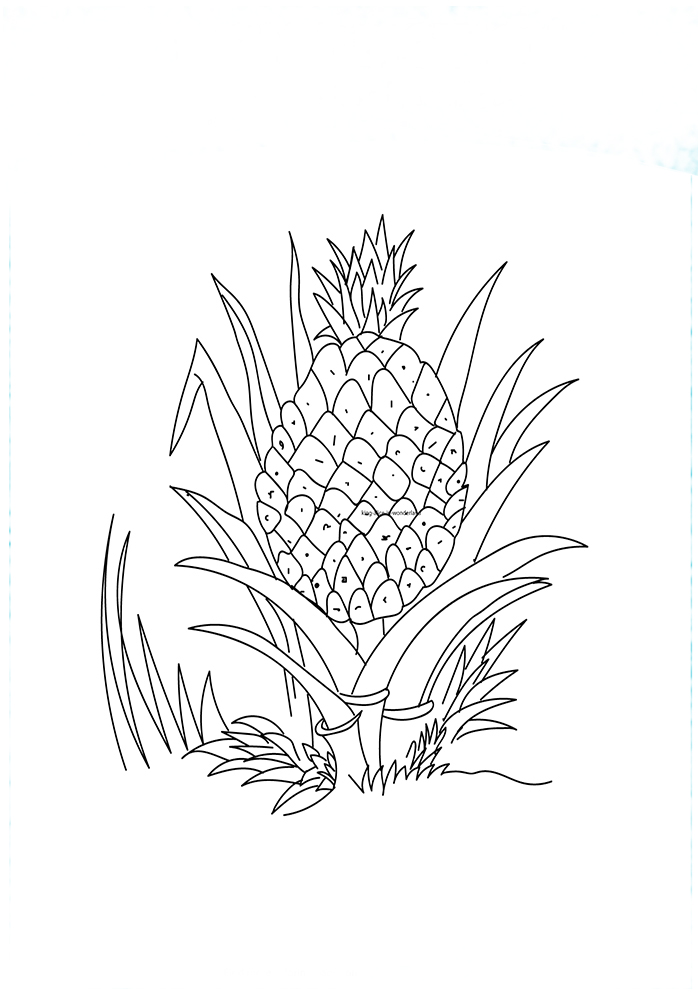 Desenho Colheita de Abacaxi para Colorir