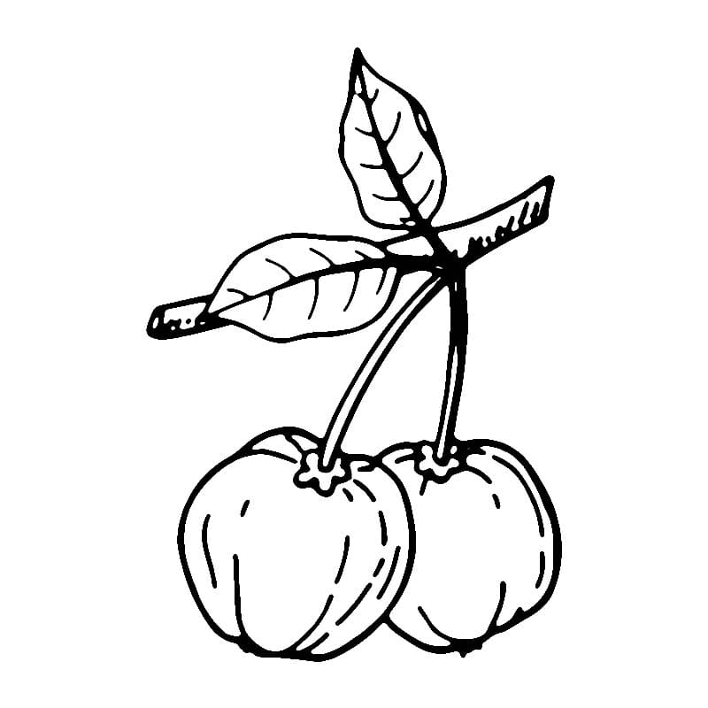 Desenho de Acerolas para Colorir
