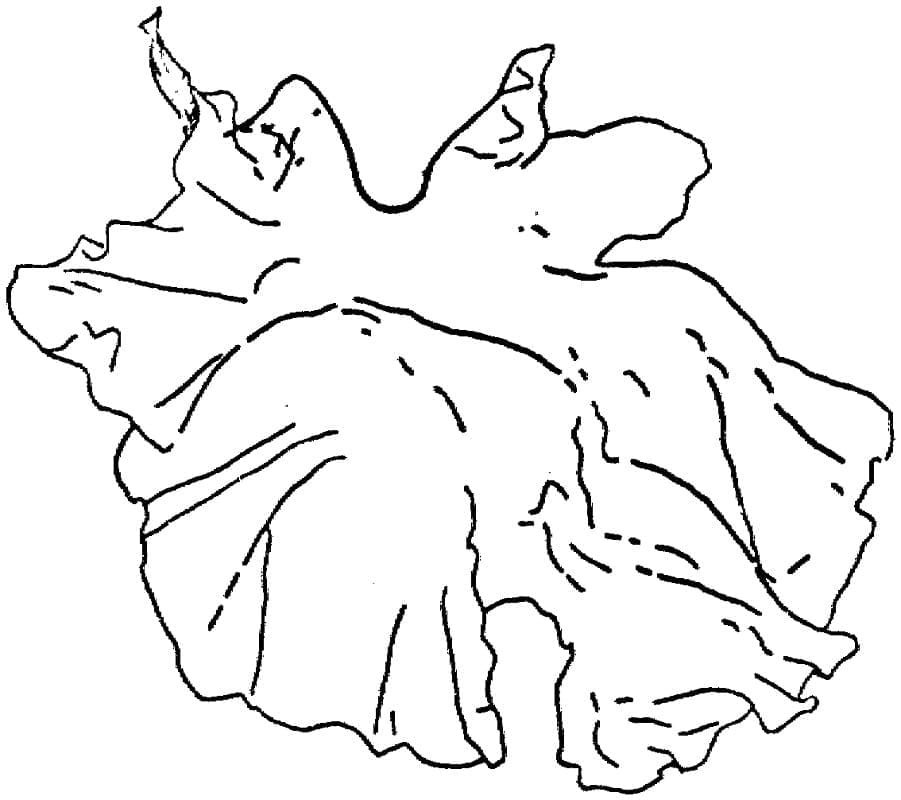 Desenhos de Alface para Colorir