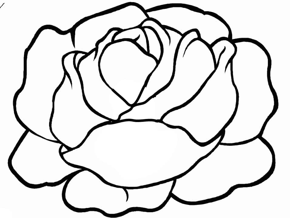Desenho de Alface Pronta para Comer para Colorir e Pdf