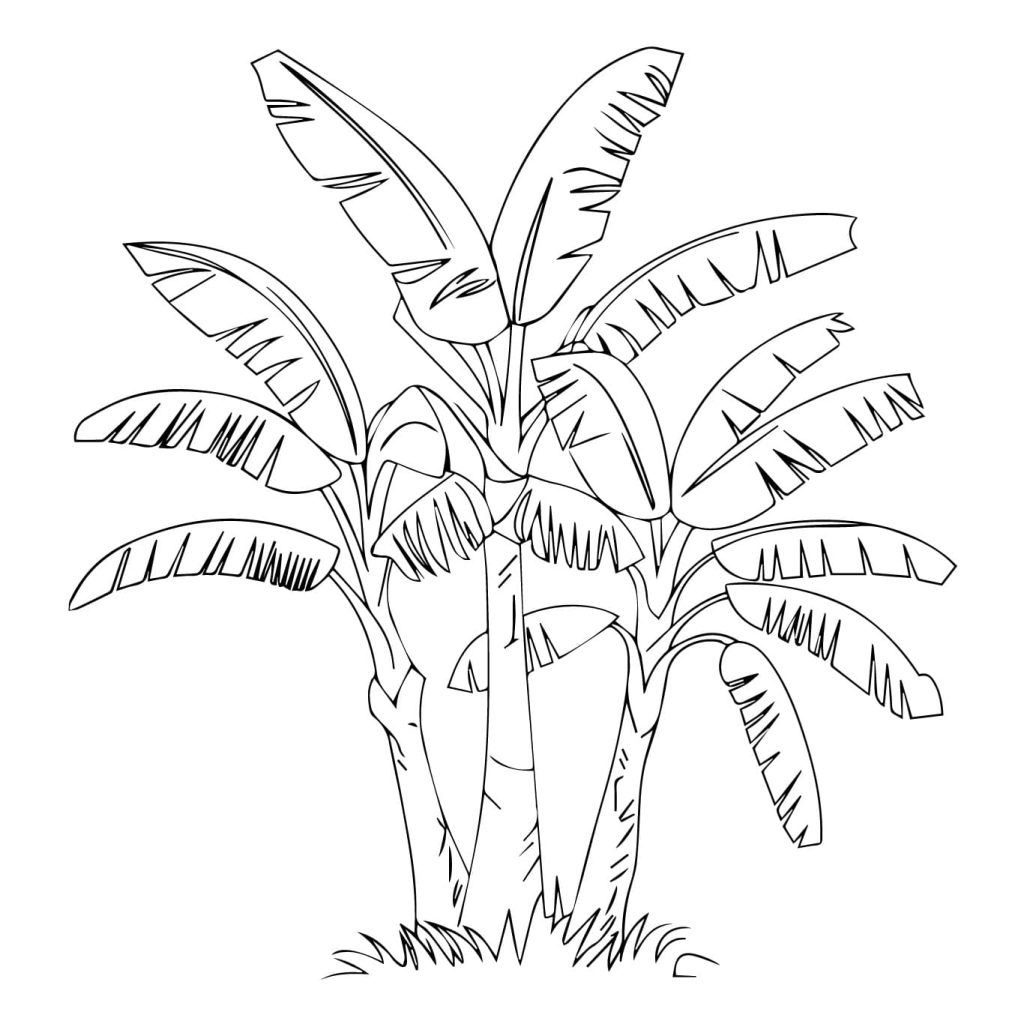 Desenho de Bananeira para Crianças de 3 Ano para Colorir