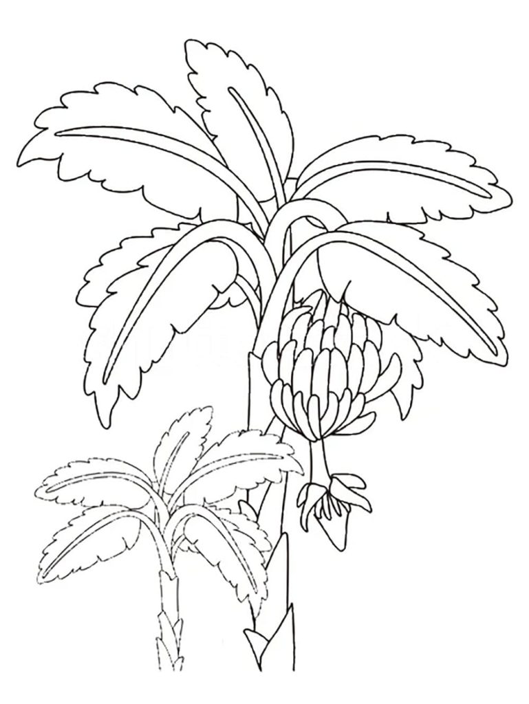 Desenho de Bananeira para Crianças de 5 Ano para Colorir