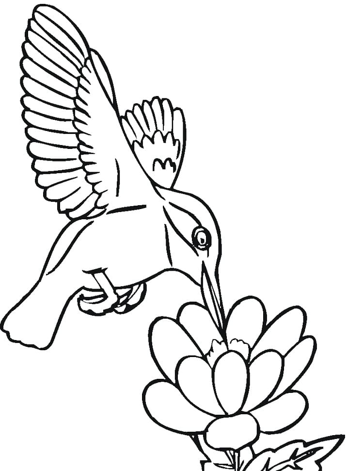 Desenho de Beijá Flor e Flor para Colorir Imprimivel Grátis e Pintar