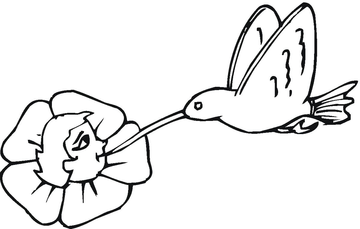 Desenho de Beijá Flor e Flor para Imprimir Download Lápis de Cor e Pintar