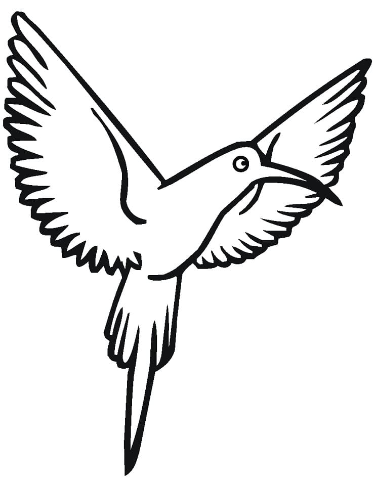 Desenho de Beijá Flor para Colorir Baixar Lápis de Cor e Pintar