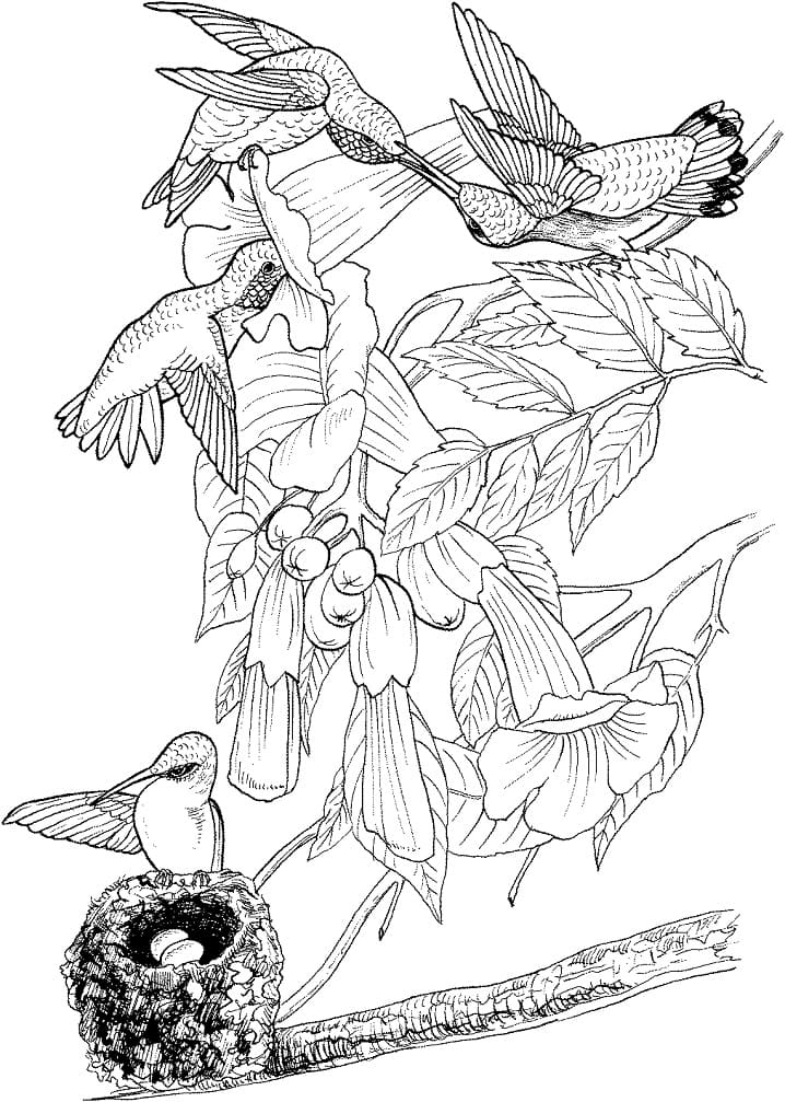 Desenho de Beijá Flores para Colorir Imprimivel Grátis e Pintar