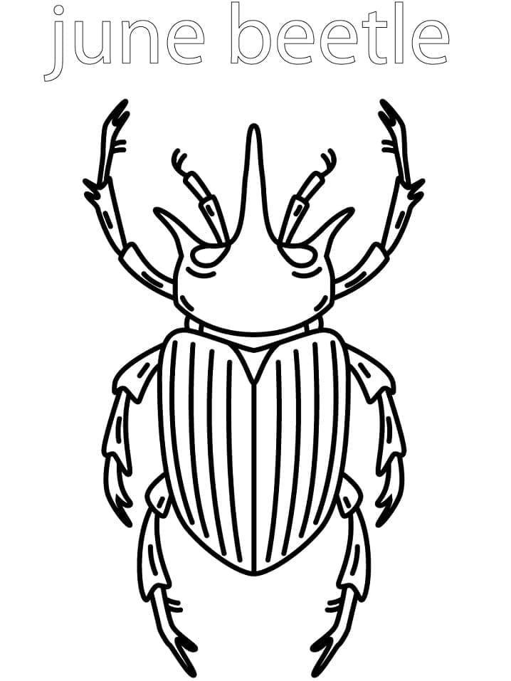Desenho Besouro de Junho para Colorir e Pintar