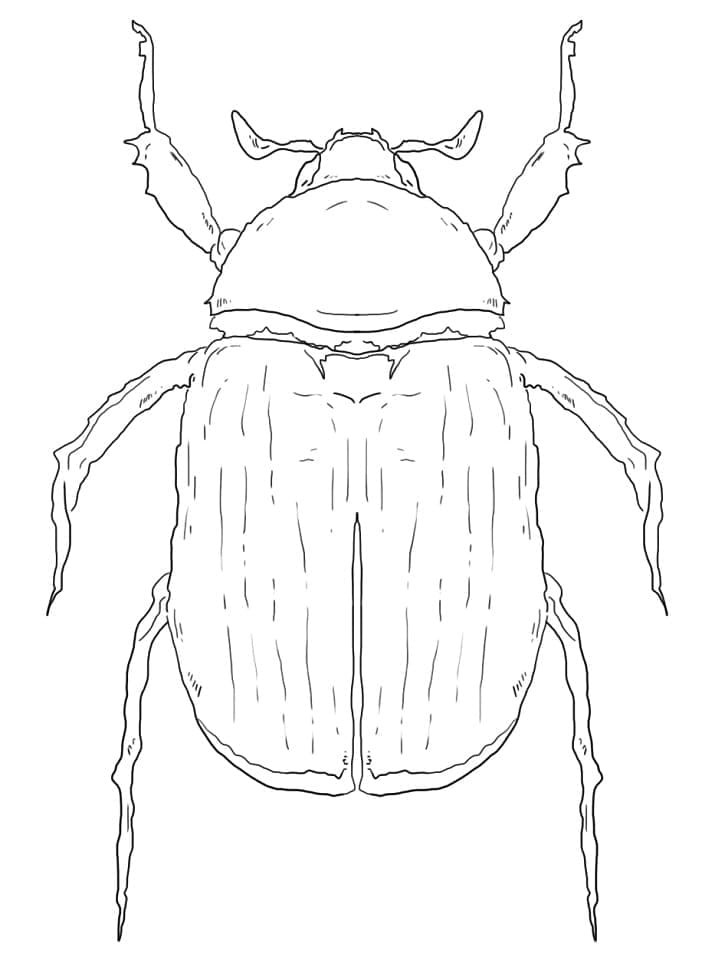 Desenho de Besouro para Colorir Imprimivel Grátis e Pintar