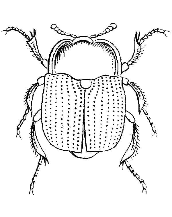Desenho Grande Besouro para Colorir e Pintar