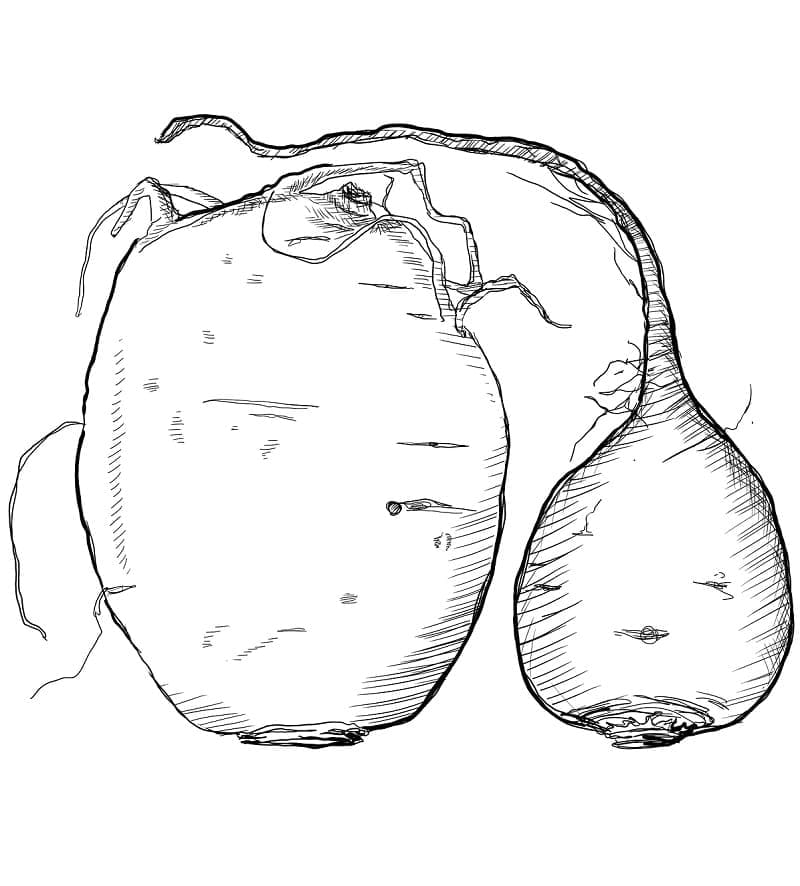 Desenho de Beterraba para Colorir Pdf Imprimivel e Pintar