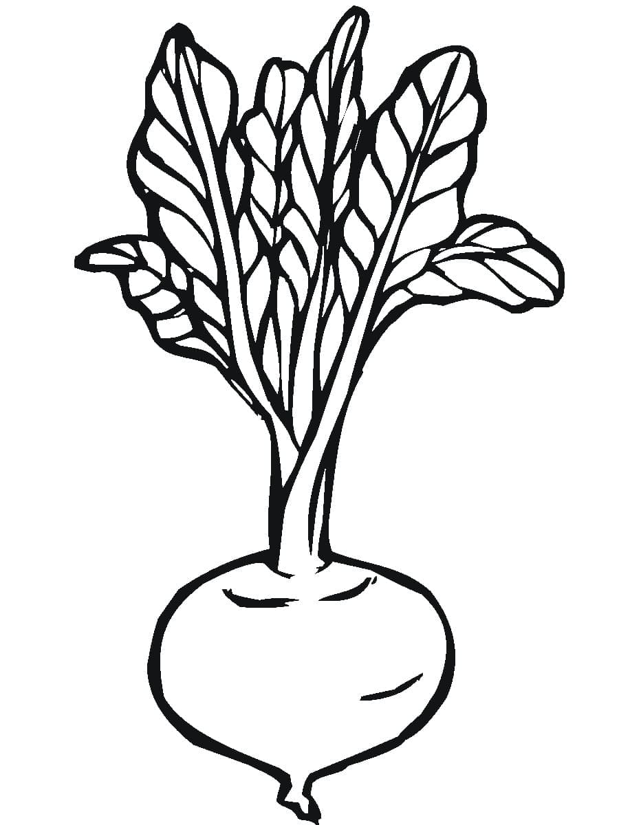 Desenho de Beterraba para Crianças para Colorir e Pintar