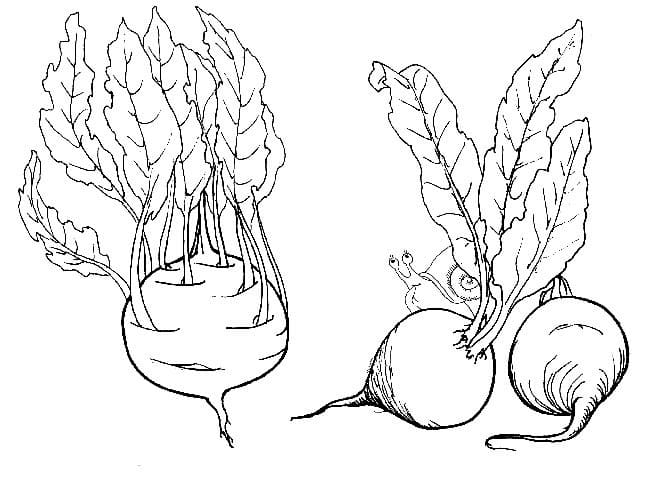 Desenho de Caracol e Beterraba para Colorir e Pintar