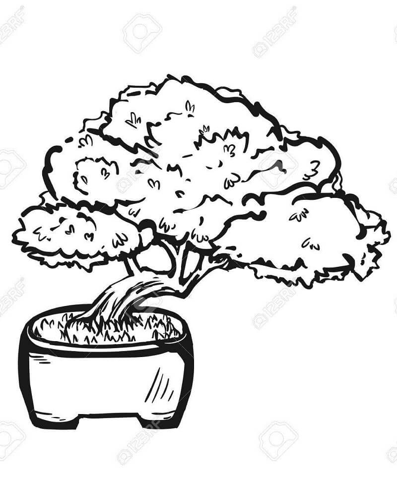 Desenho de Plantá Bonsai para Colorir e Imprimir Grátis e Pintar