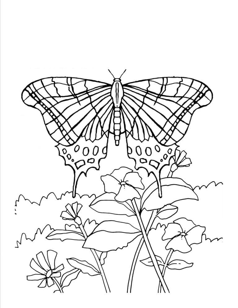 Desenho de Borboleta Voadora para Colorir e Pintar