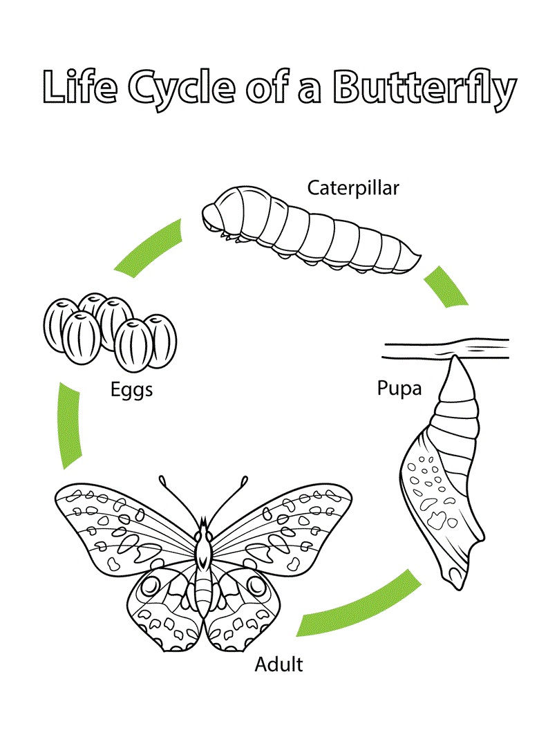 Desenho de Borboleta Atividade Educativa Grátis Pdf para Colorir e Pintar