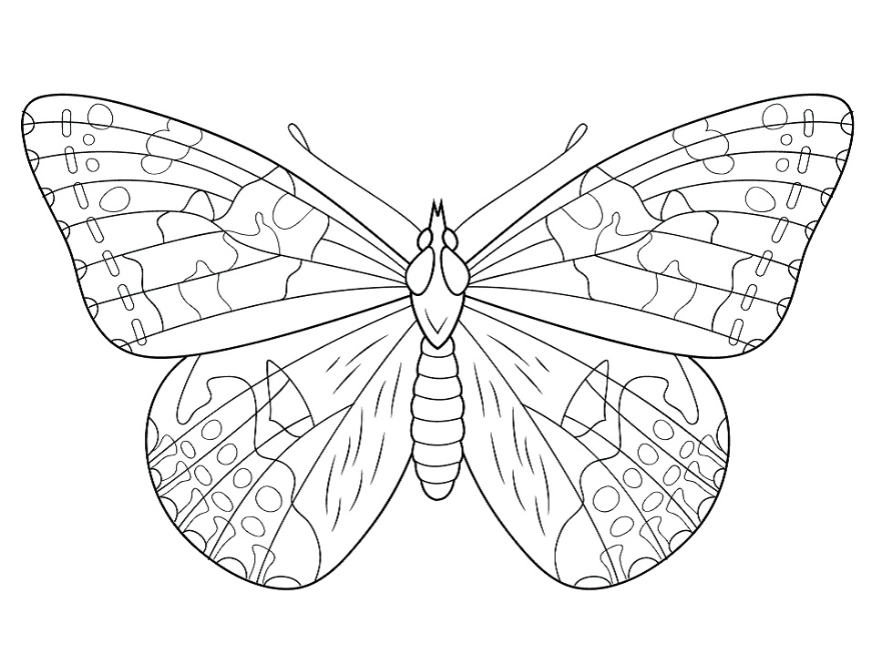 Desenho de Borboleta Download Pdf para Colorir e Pintar