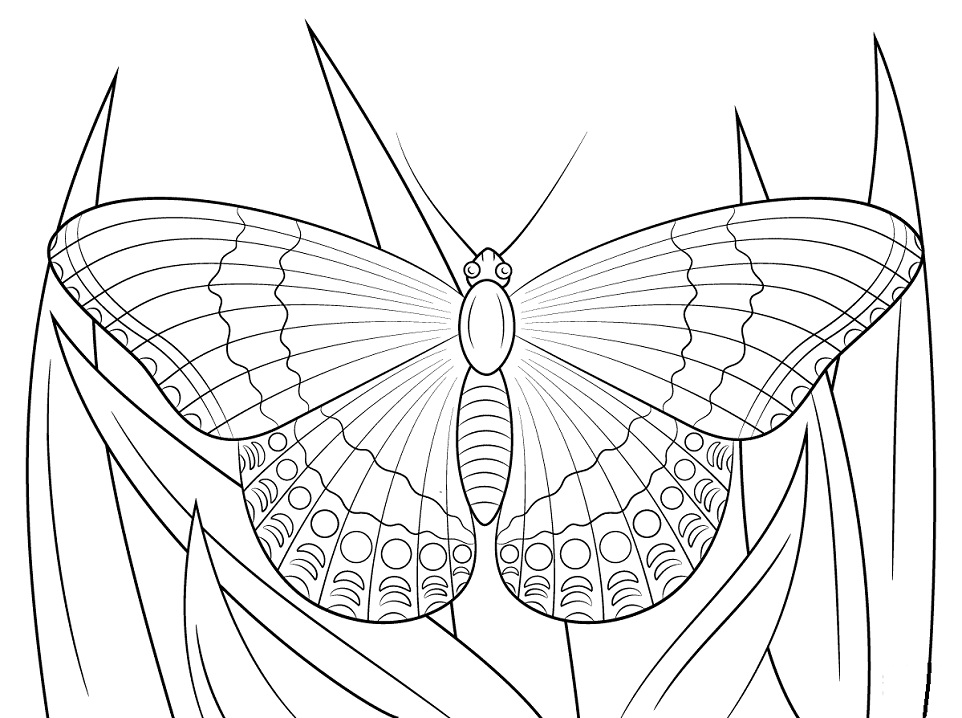 Desenho de Borboleta Imprimivel Pdf para Colorir e Pintar