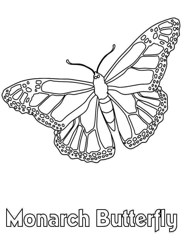 Desenho de Borboleta Monarca para Pintar Pdf Grátis