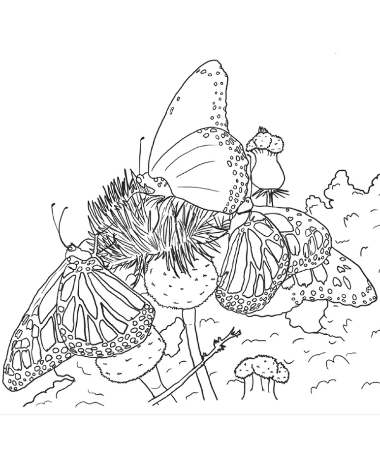 Desenho de Borboleta para Pintar Imprimivel