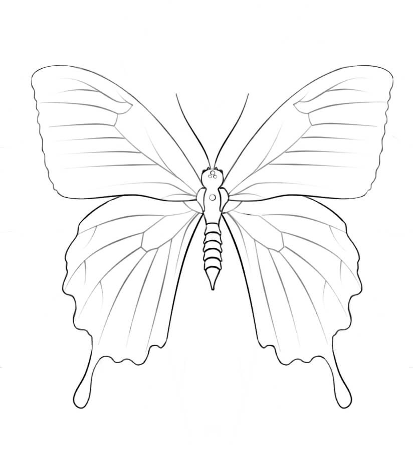 Desenho de Borboleta Pdf para Colorir Grátis e Pintar