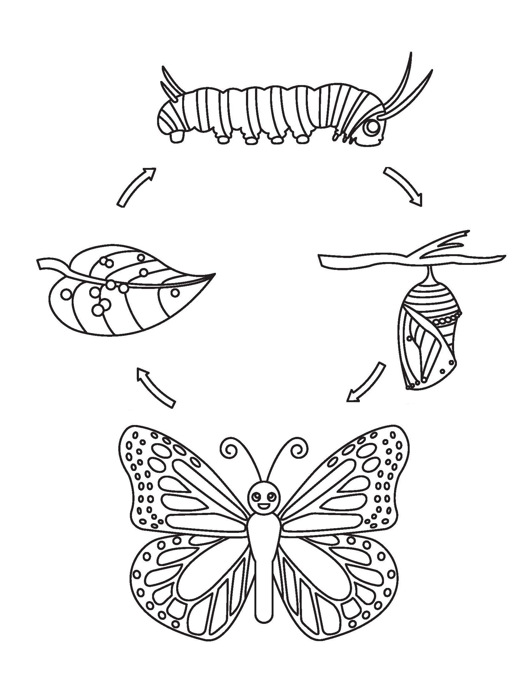 Desenho de Ciclo de Vida da Borboleta para Colorir Pdf Grátis e Pintar