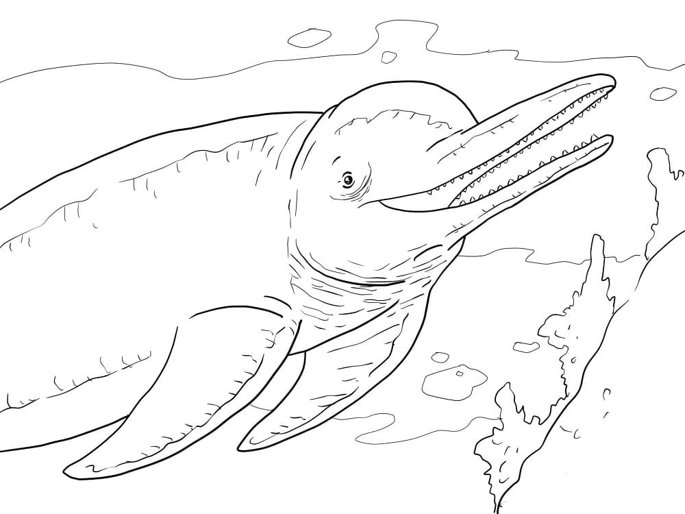 Desenho de Boto Cor de Rosa para Colorir Usando Giz de Cera e Pintar