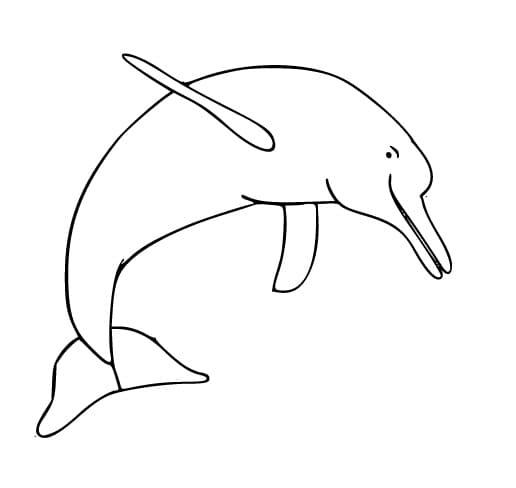 Desenho de um Boto Cor de Rosa Nadando para Colorir e Pintar