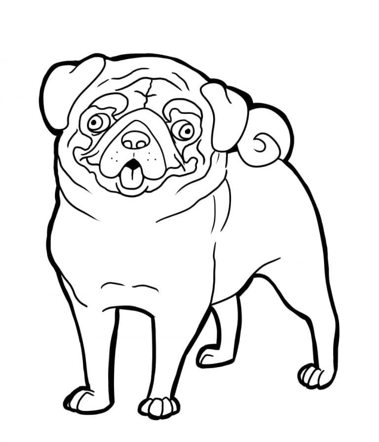 Desenho de Adorável Pug para Colorir e Pintar