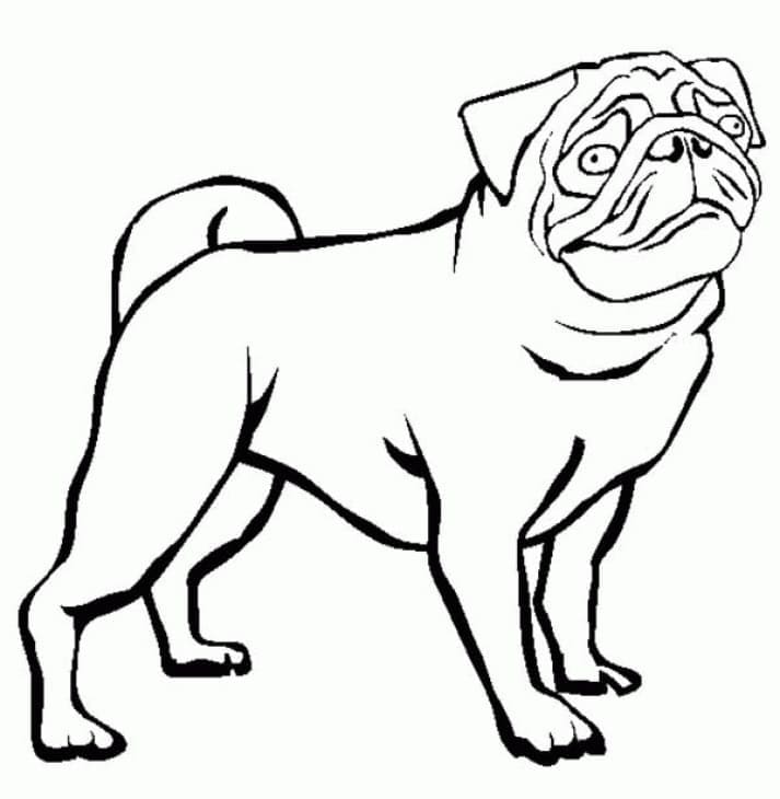 Desenho de Cachorro Pug Engraçado para Colorir e Pintar