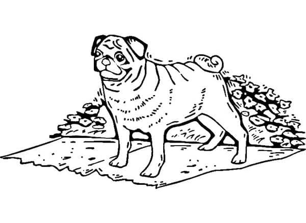Desenho de Cachorro Pug Grátis para Colorir e Pintar