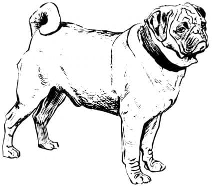 Desenho de Cachorro Pug Normal para Colorir e Pintar