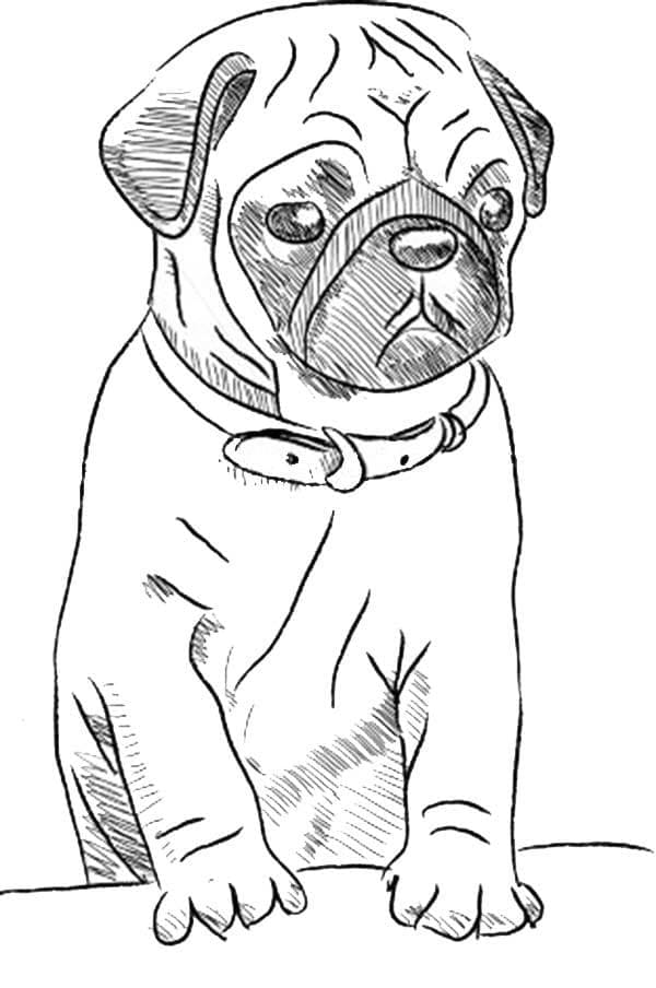 Desenho de Imagem do Cachorro Pug para Colorir e Pintar