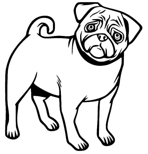 Desenho de Pug Normal para Colorir e Pintar