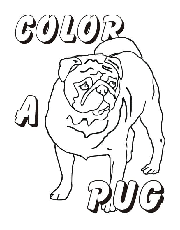 Desenho de Pug para Crianças para Colorir e Pintar