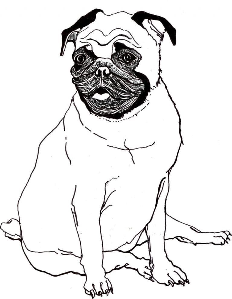 Desenho de um Pug para Colorir e Pintar