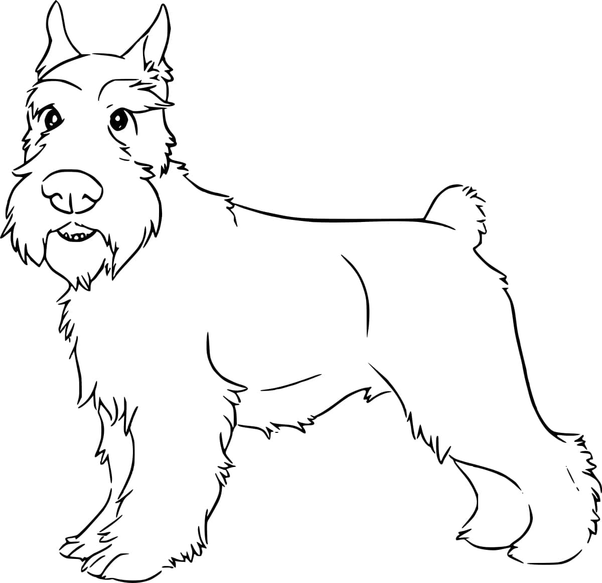 Desenho de Imagem do Schnauzer para Colorir e Pintar