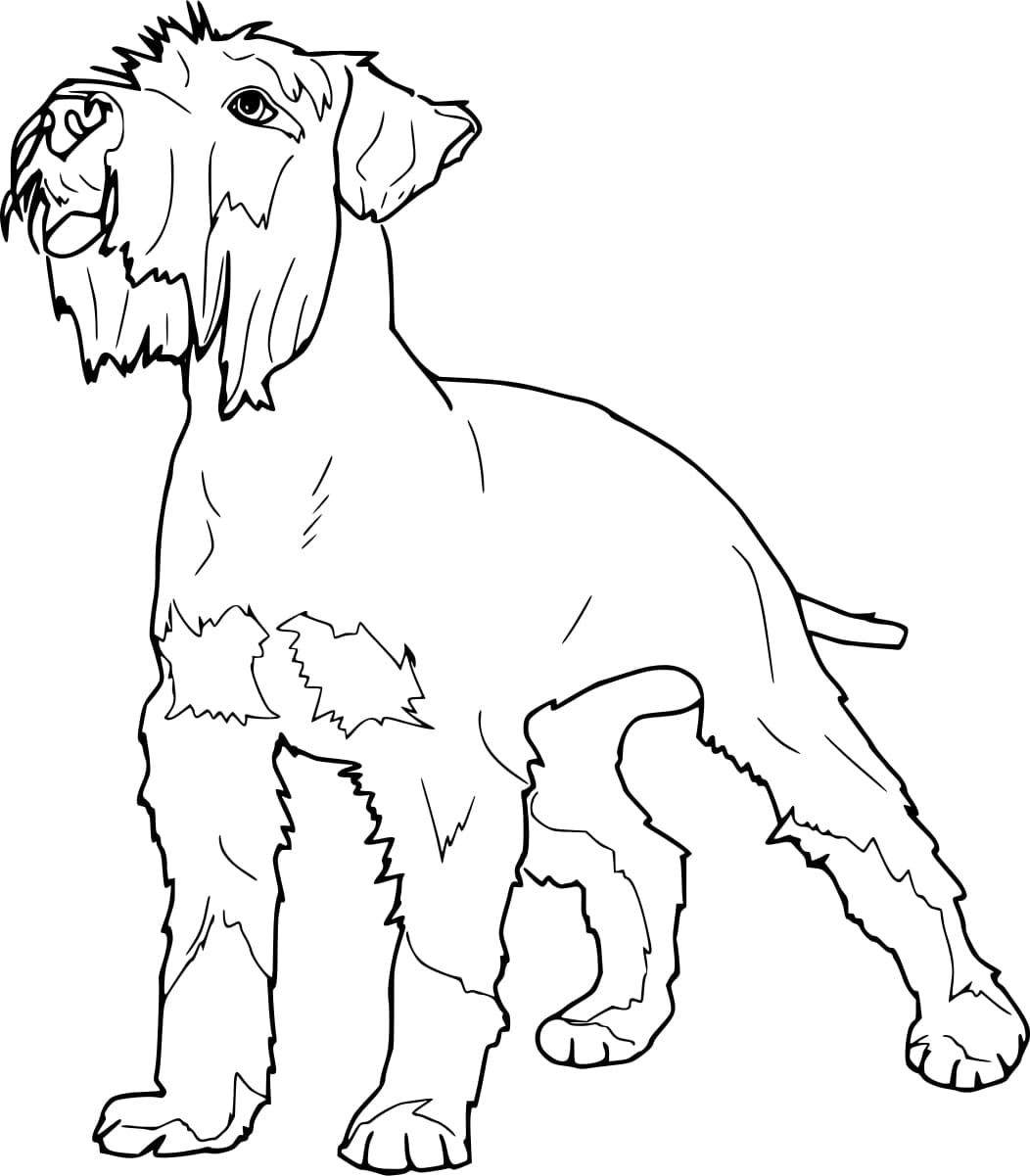 Desenho de Schnauzer Está Latindo para Colorir e Pintar