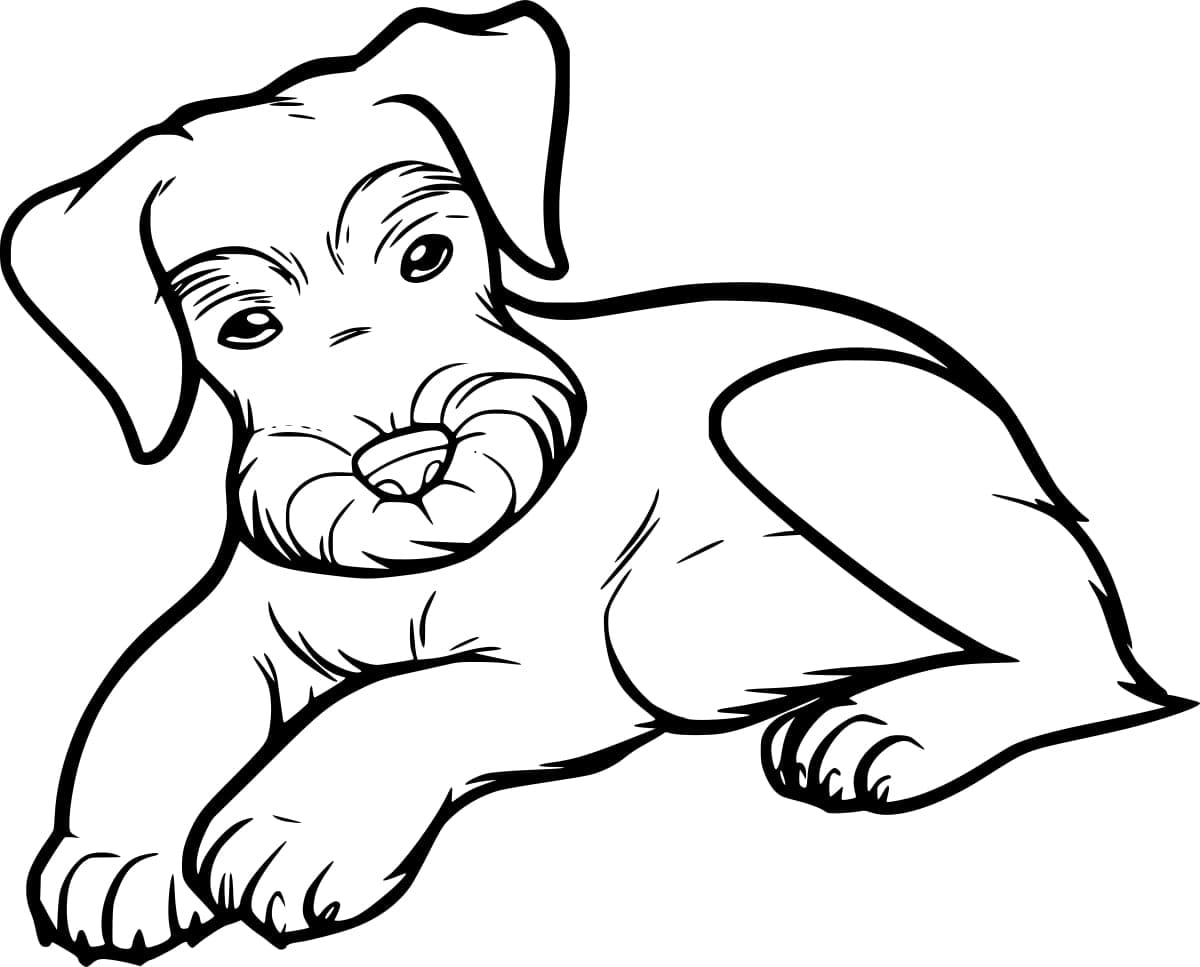 Desenho de Schnauzer Imprimivel para Colorir e Pintar