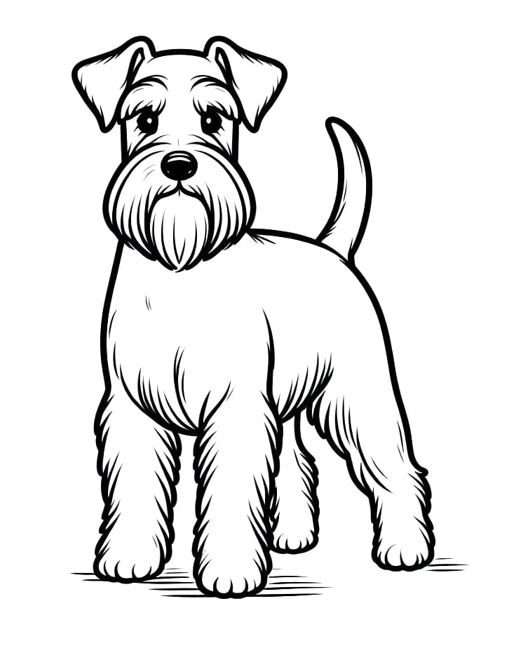Desenho de Schnauzer Normal para Colorir e Pintar