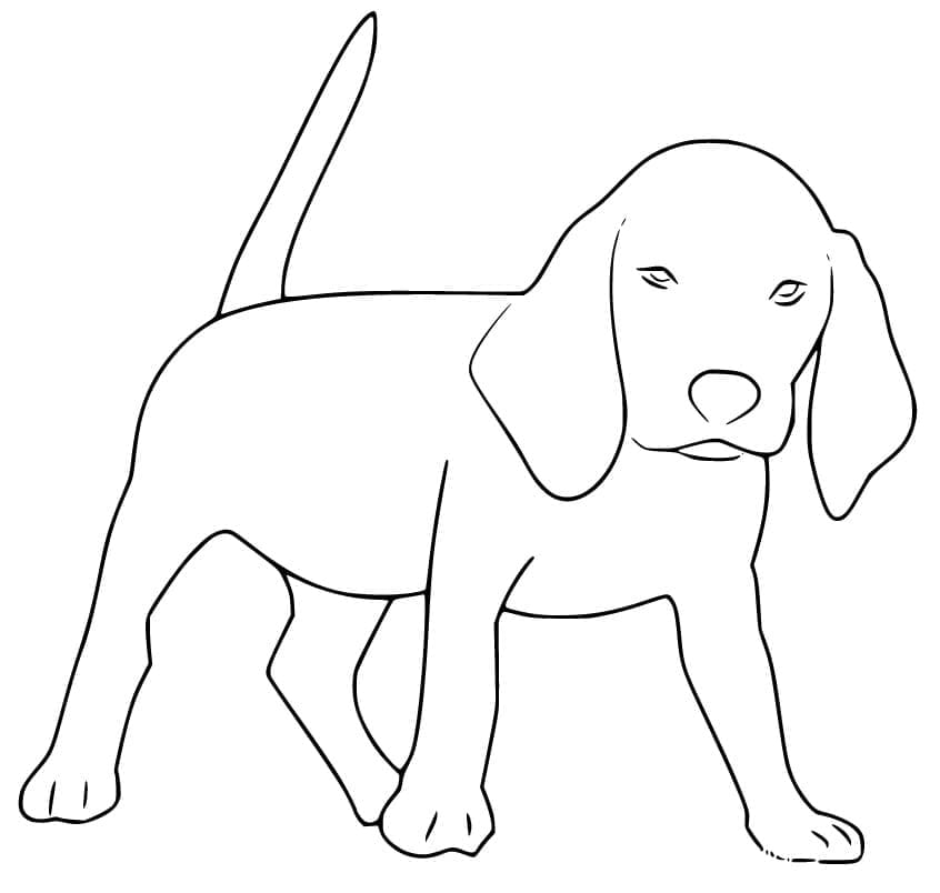 Desenho de Cachorro Beagle Grátis para Colorir e Pintar