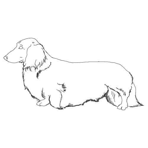 Desenho de Cachorro Dachshund 2 para Colorir e Pintar