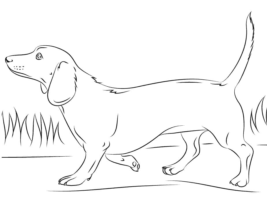 Desenho de Cachorro Dachshund Andando no Jardim para Colorir e Pintar