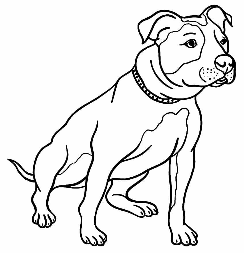 Desenho de Cachorro Pitbull para Colorir e Pintar