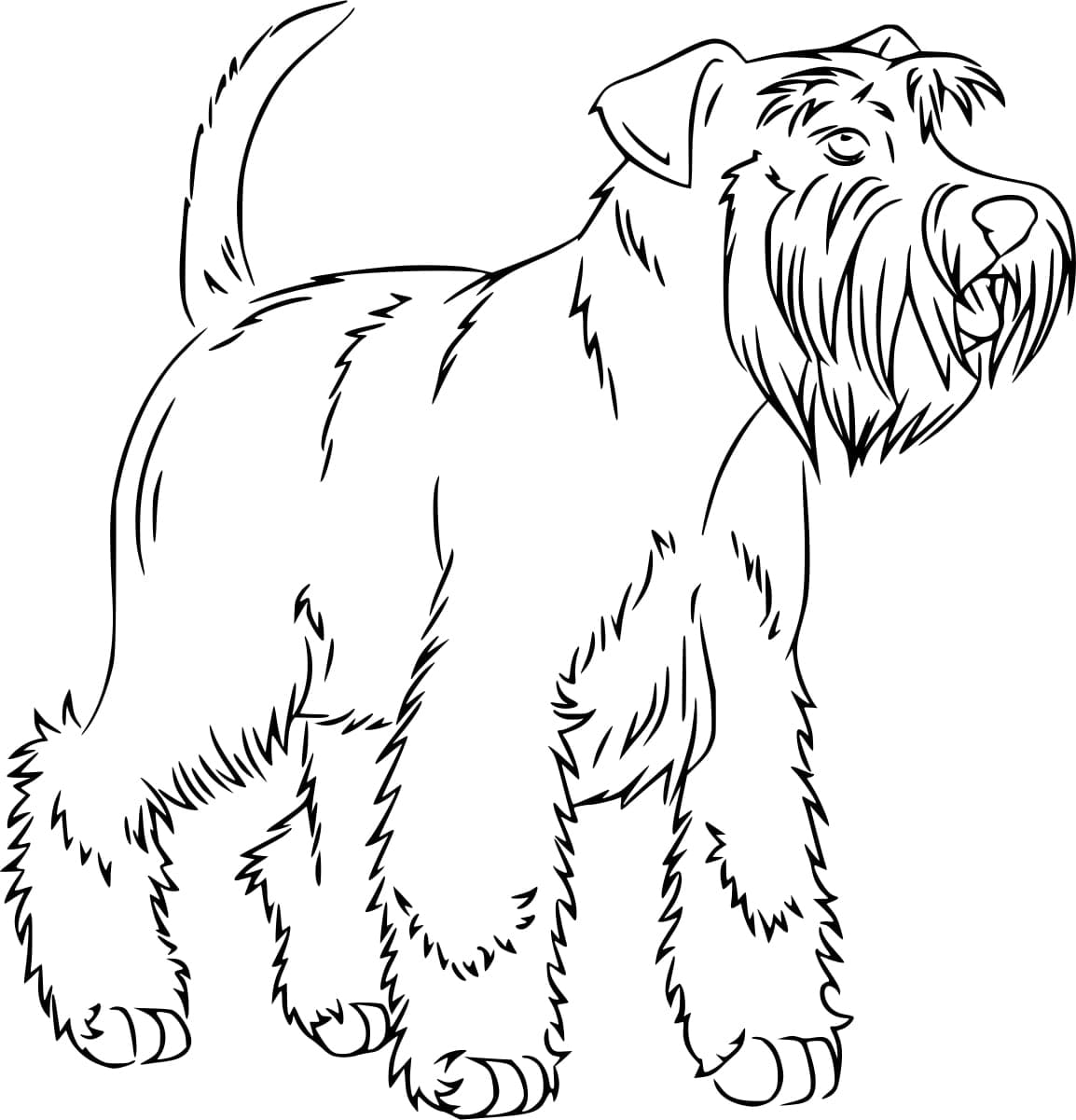 Desenho de Cachorro Schnauzer para Colorir e Pintar