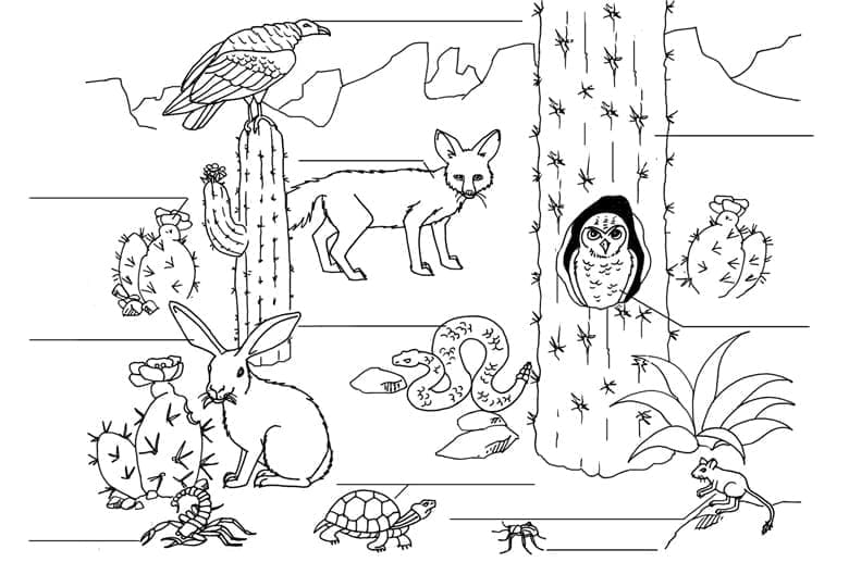 Desenho de Animais e Cactos para Colorir e Pintar