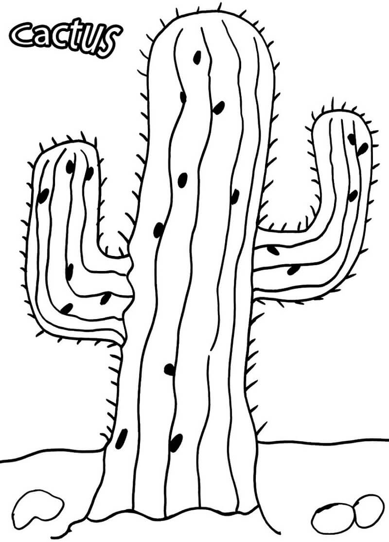 Desenho Cacto Normal para Colorir e Pintar