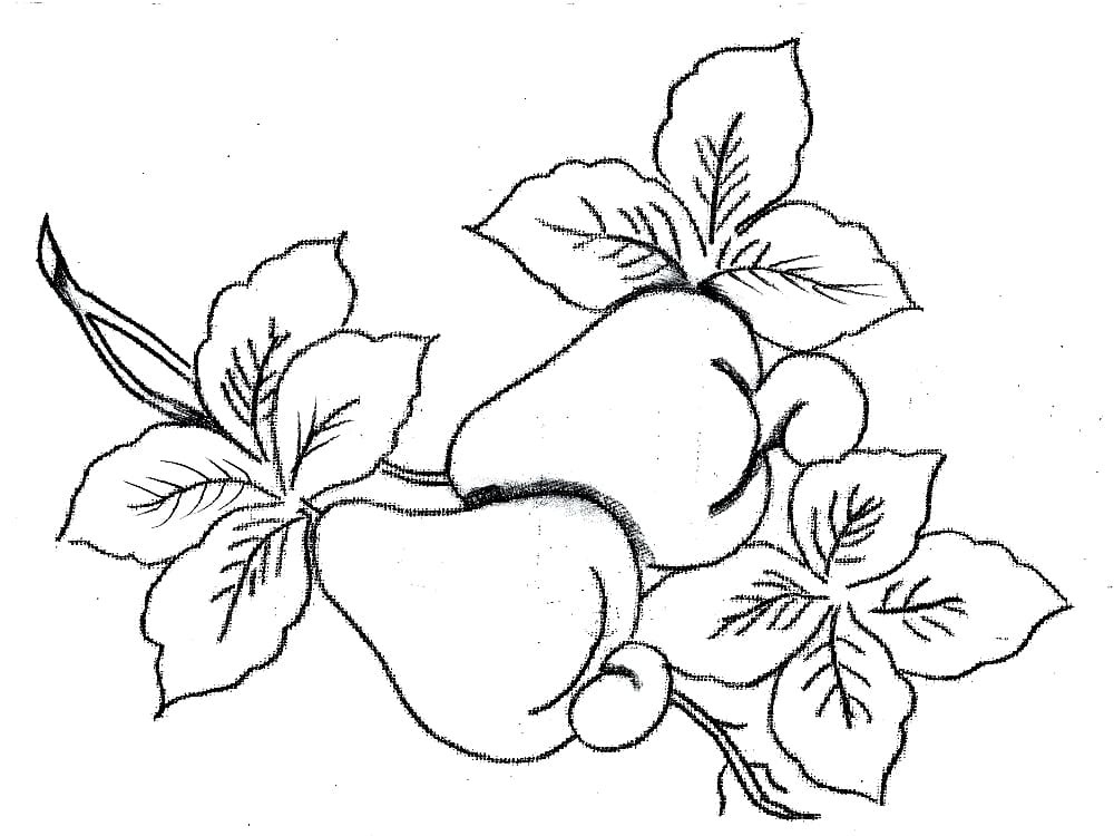 Desenho de Dois Cajus para Colorir de Graça e Pintar