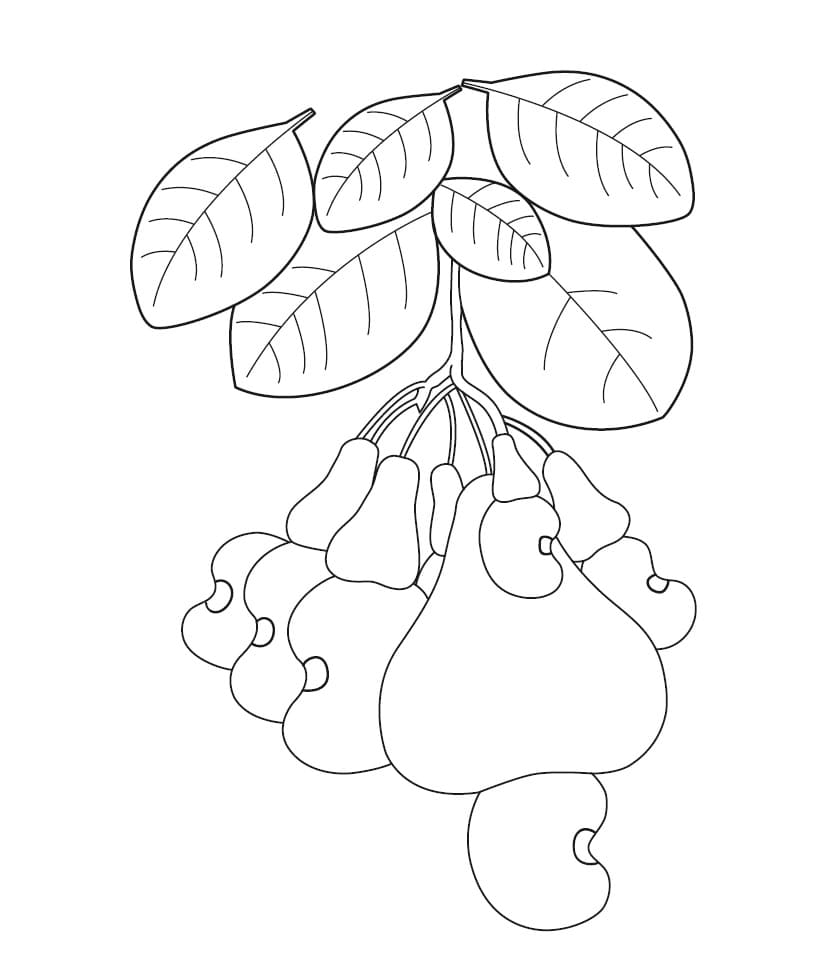 Desenho de Frutos de Caju para Colorir e Pintar