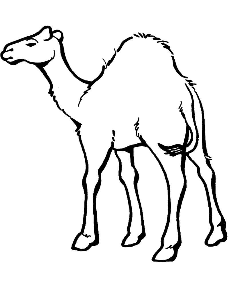 Desenho de Camelo Infantil para Colorir e Imprimir e Pintar