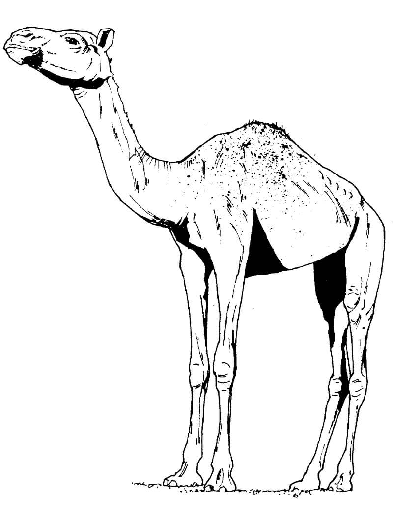 Desenho de Camelo no Deserto para Colorir e Imprimir e Pintar
